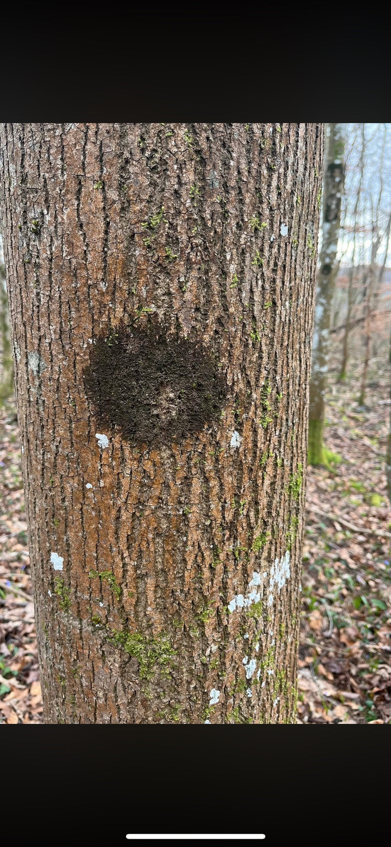 Es handelt sich um eine Ansammlung von Weberknechten, die oft dichte Knäuel an Baumstämmen bilden, um sich vor Austrocknung und Fressfeinden zu schützen. Bei...