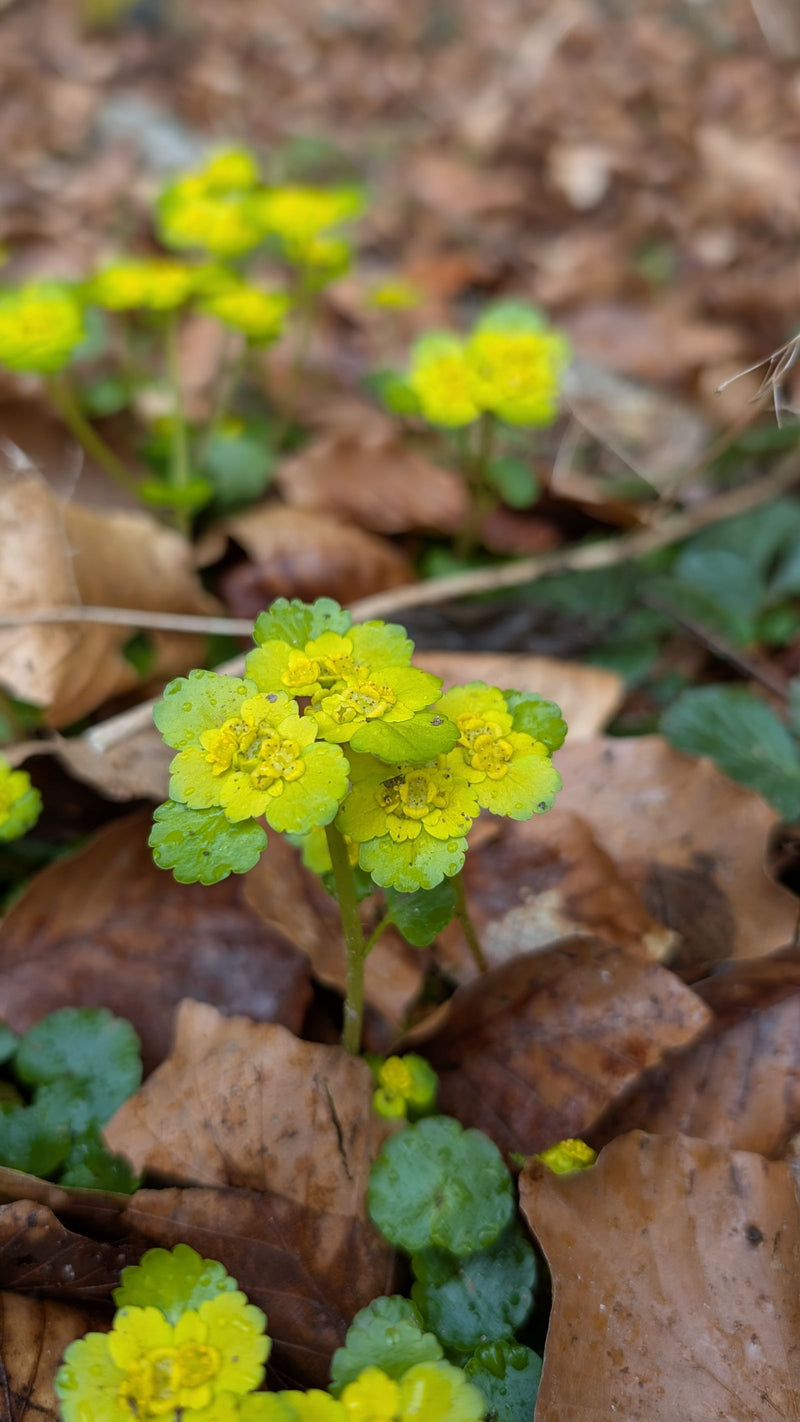 Auf dem Bild ist das Wechselblättrige Milzkraut mit seinen charakteristischen gelben Blüten und hellgrünen Hochblättern zu sehen. Die Pflanze wächst auf eine...