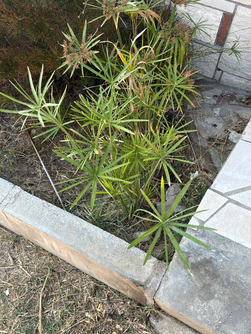 Zu sehen ist eine gesunde Pflanze des Wechselblättrigen Zyperngrases mit ihren charakteristischen schirmartig angeordneten Blättern in einem Beet.
