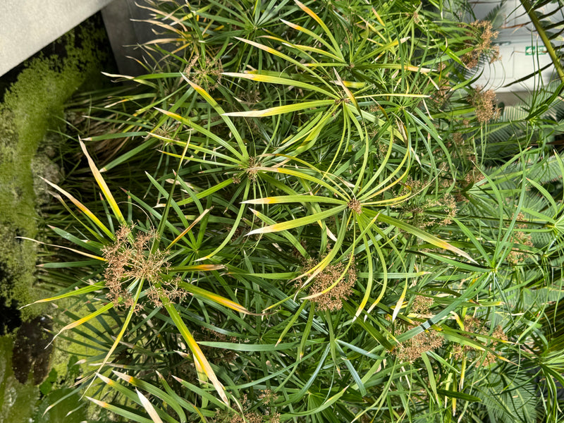 Aus der Vogelperspektive sind dichte Horste des Wechselblättrigen Zyperngrases mit schirmförmig angeordneten Hochblättern und bräunlichen Blütenständen zu se...