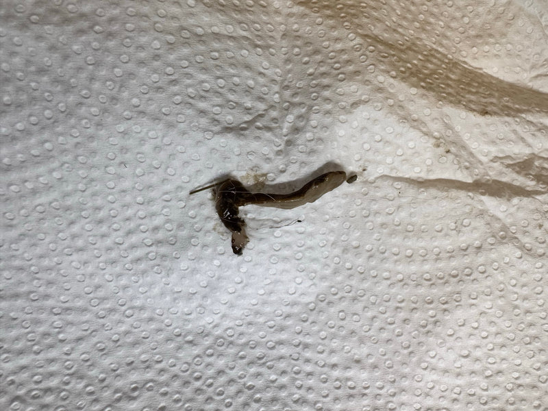 Auf einem weißen Küchenpapier ist eine dunkle Wegschnecke zu sehen. Das Tier liegt flach auf der Oberfläche.