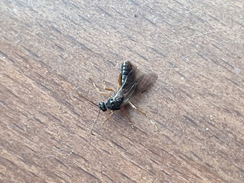 Wegwespe — Bild 4 von 18
