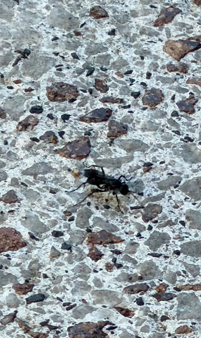 Wegwespe — Bild 2 von 18