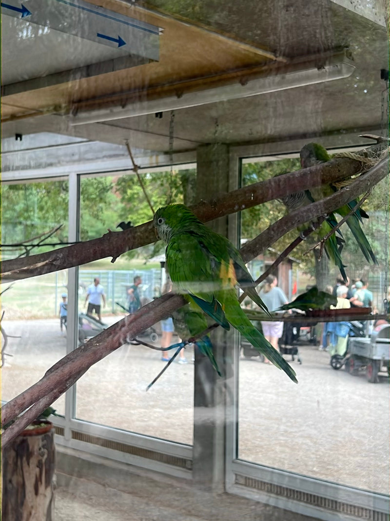 Weißaugen-Sittich — Bild 2