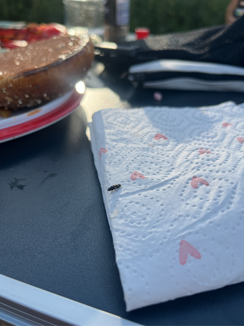 Weißbindiger Bienenkäfer — Bild 5 von 14