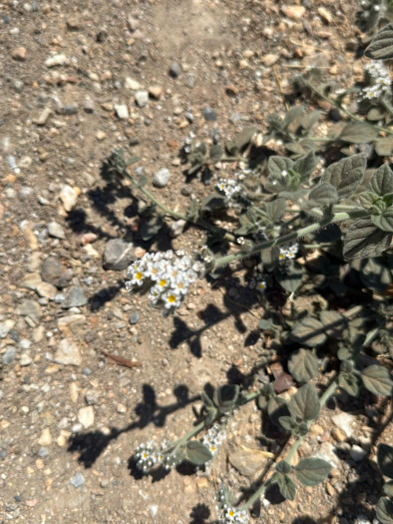 Weißbindiger Bienenkäfer — Bild 3 von 14