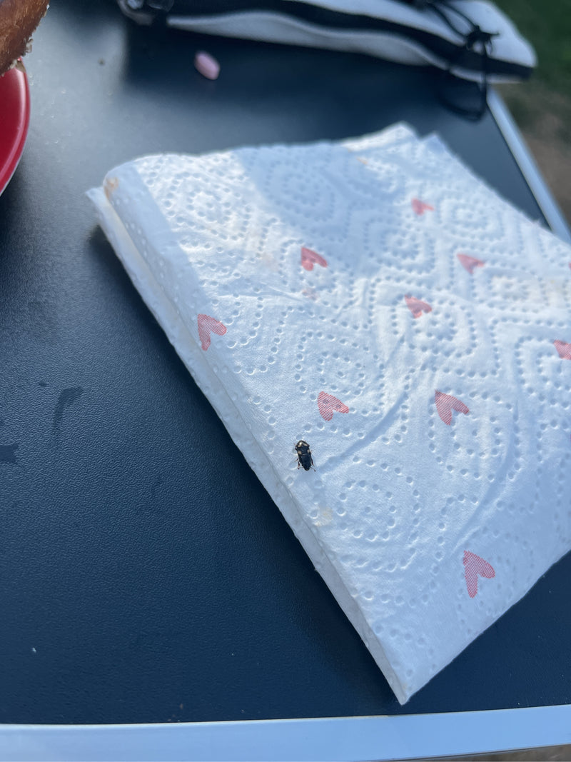 Ein Weißbindiger Bienenkäfer sitzt auf einer gefalteten Papierserviette mit rotem Herzmuster. Die Aufnahme zeigt das Tier in Aufsicht in einer künstlichen Um...