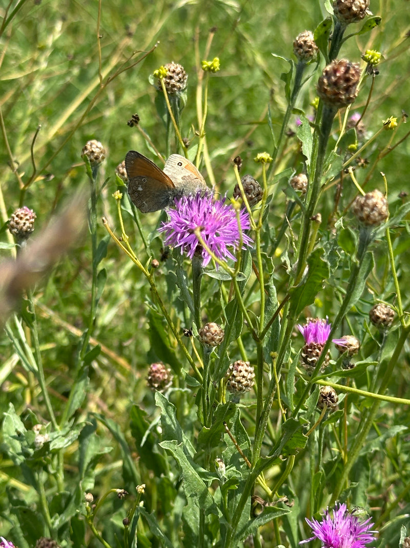 Weißbindiges Wiesenvögelchen — Bild 2 von 2