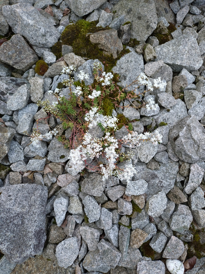 Weiße Fetthenne — Bild 5 von 16