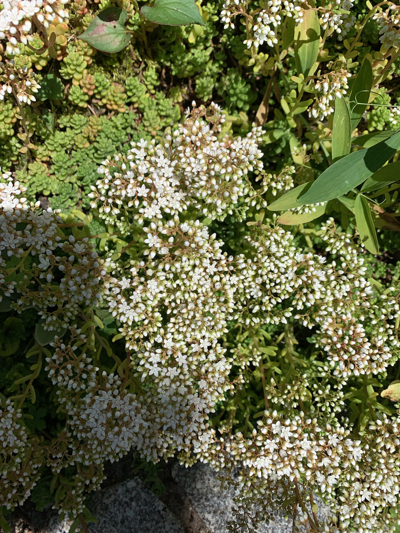 Weiße Fetthenne — Bild 1 von 16