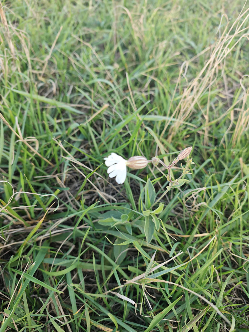 Nahaufnahme einer Weißen Lichtnelke mit weißer Blüte und Knospen, die inmitten von grünem Gras und Halmen wächst.