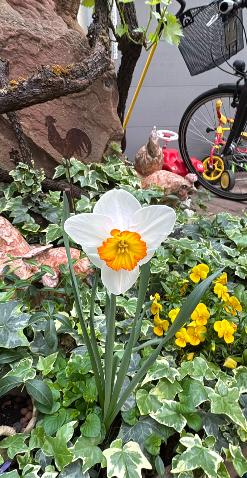 Eine Weiße Narzisse blüht in einem Gartenbeet zwischen Efeu. Die markante Blüte mit weißen Blütenblättern und gelb-orangefarbener Nebenkrone steht im Vorderg...