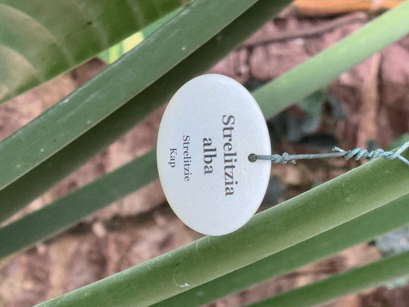 Weiße Paradiesvogelblume — Bild 1 von 2