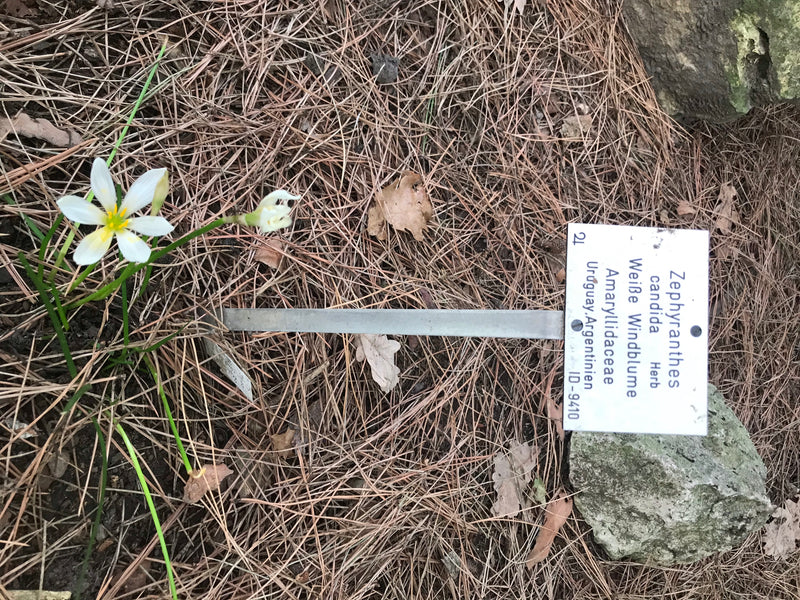 Weiße Windblume — Bild 1 von 1