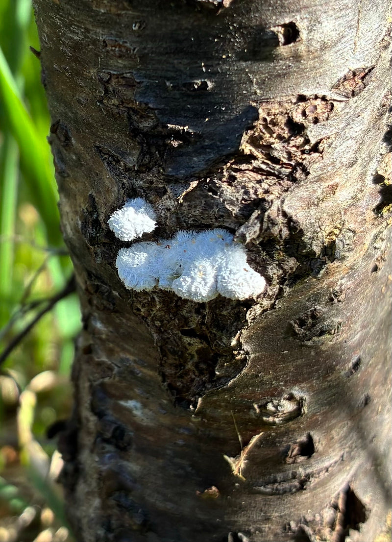 Auf der rauen Rinde eines Baumes ist ein weißer, flockiger Fruchtkörper des Weißen Rindenpilzes zu sehen. Das Myzel wächst in einer Vertiefung des Stammes.
