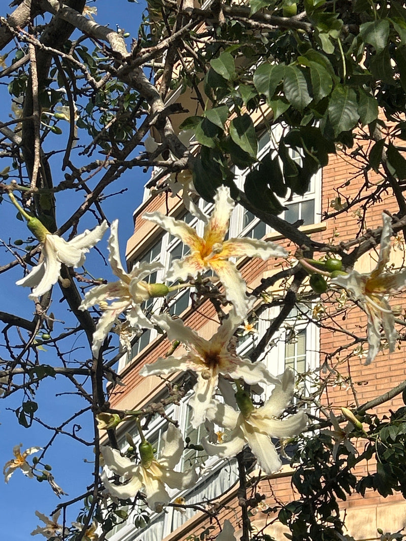 Weißer Seidenwollbaum — Bild 1 von 1