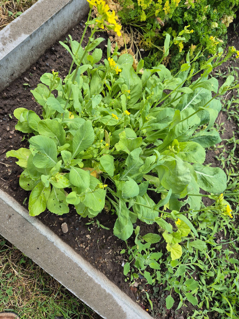 Zu sehen ist eine grüne Senfpflanze mit gelben Blüten in einem Gartenbeet. Die Aufnahme erfolgt aus der Vogelperspektive auf den feuchten Boden.