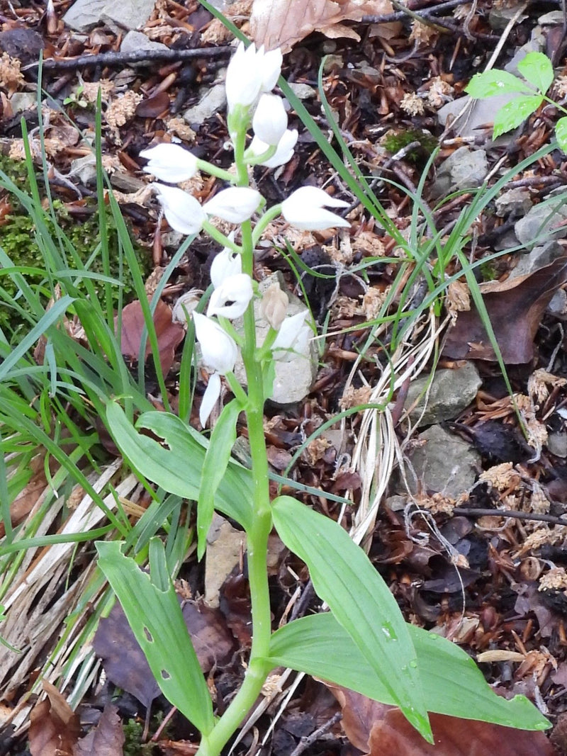 Zu sehen ist eine blühende Pflanze des Weißen Waldvögeleins mit charakteristischen weißen Blüten und grünen Blättern. Sie wächst auf einem waldbodenartigen U...