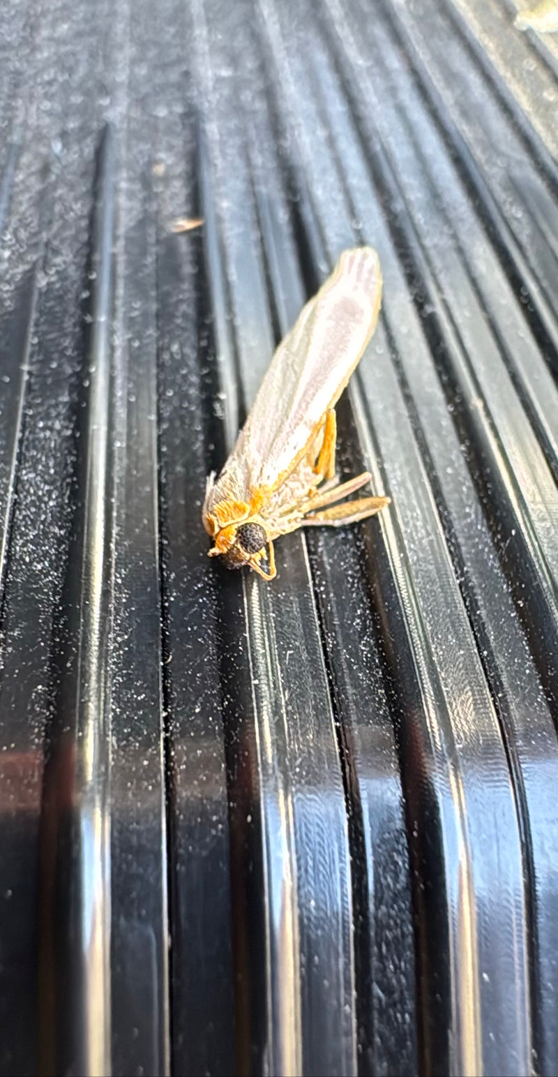 Ein Weißgraues Flechtenbärchen sitzt auf einer dunklen, gerillten Oberfläche. Der Schmetterling ist gut erkennbar.
