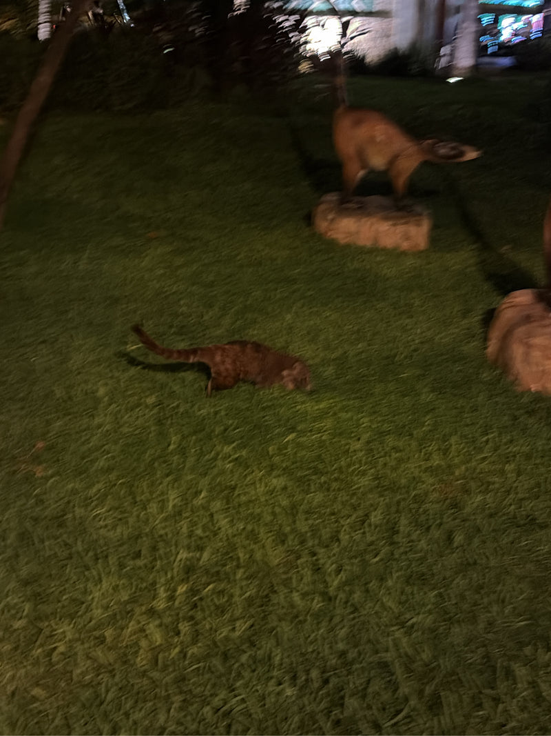 Ein Weißrüsselnasenbär läuft bei Nacht über eine grüne Rasenfläche. Im Hintergrund sind Skulpturen und Bepflanzungen zu erkennen.
