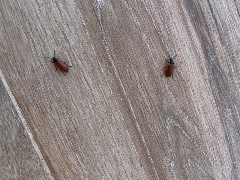 Weichkäfer (Gattung Rhagonycha) — Bild 1 von 9