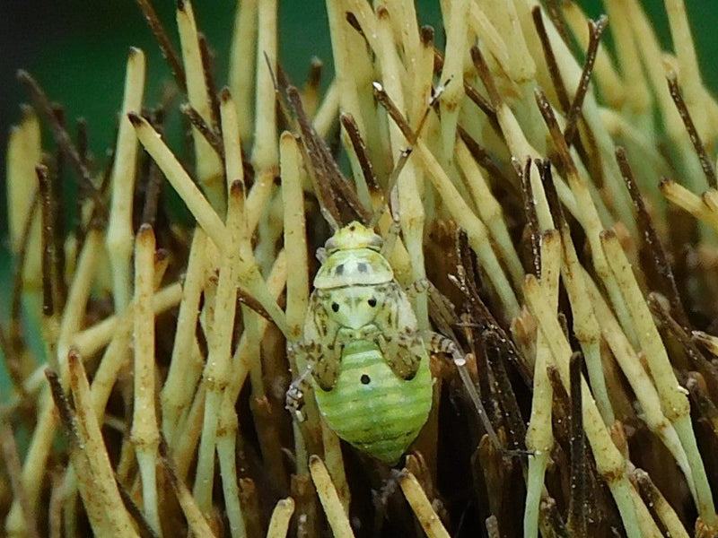 Wiesenwanze — Bild 1 von 1