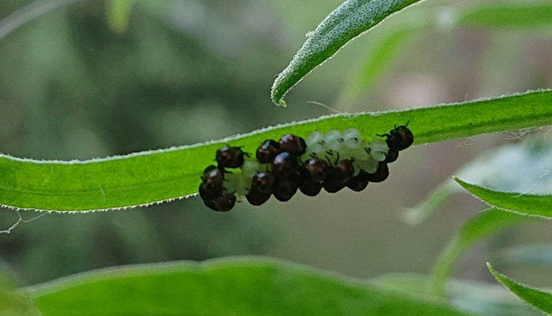 Weidenblattkäfer (Gattung) — Bild 1 von 9