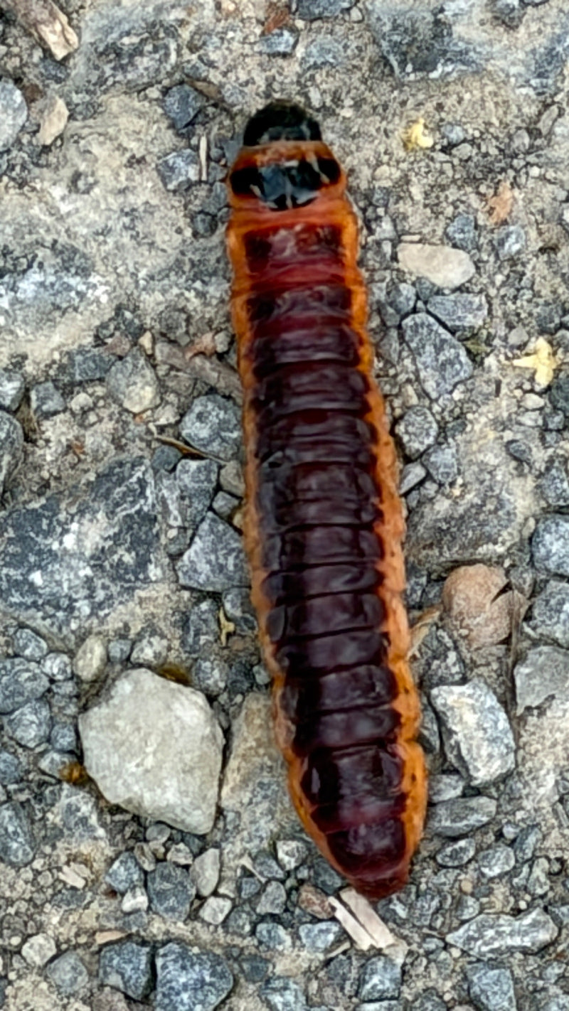 Auf einem Schotterweg kriecht eine große, rotbraune Raupe des Weidenbohrers von oben zu sehen.