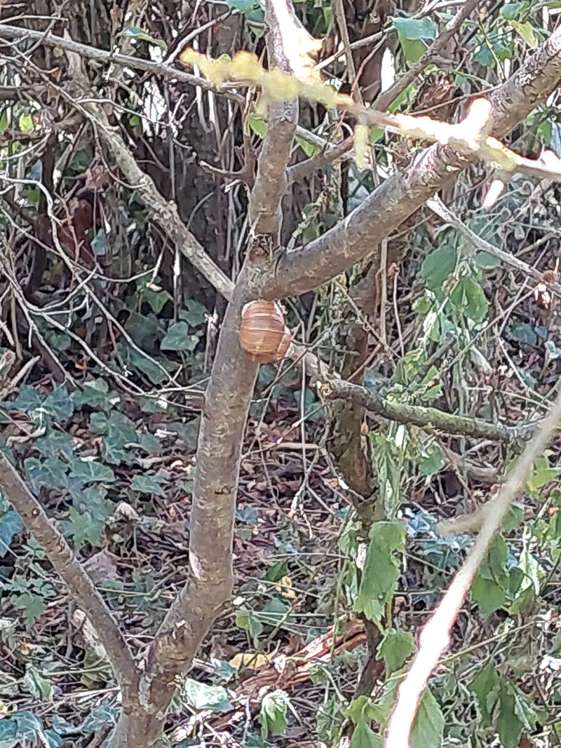 Eine Weinbergschnecke sitzt auf einem dünnen Baumstamm inmitten von Geäst und Laub im Unterholz.