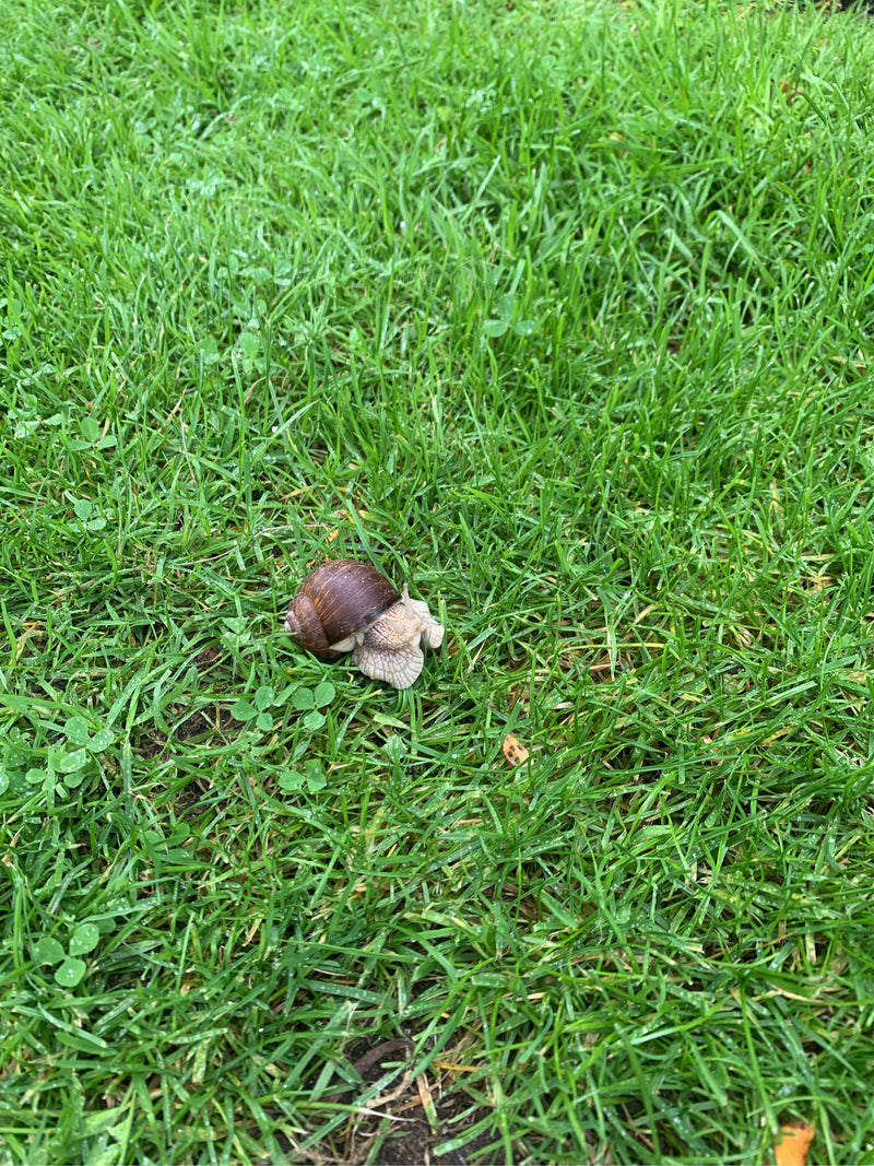 Eine Weinbergschnecke bewegt sich langsam über eine grüne Wiese. Das Tier ist von oben herab gut zu erkennen.