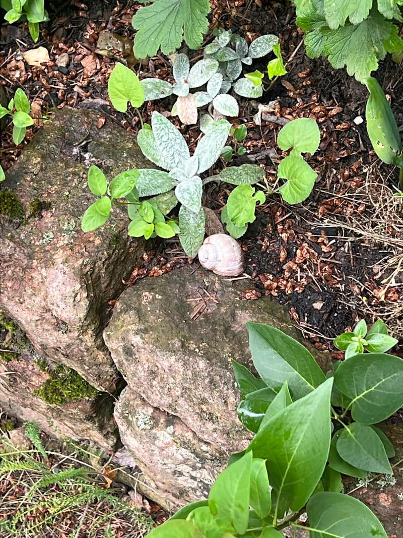 Eine Weinbergschnecke liegt mit ihrem Gehäuse auf einem steinigen Boden zwischen kleinen Pflanzen und Erde. Die Aufsicht zeigt das Tier in seiner natürlichen...