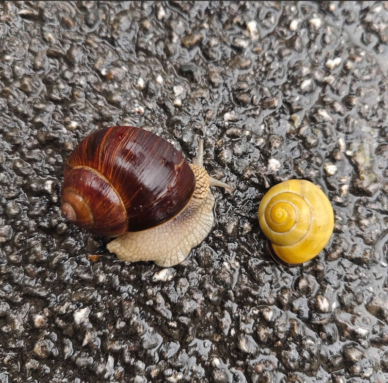 Eine Weinbergschnecke kriecht über nassen Asphalt, daneben ist eine gelbe Bänderschnecke zu sehen.