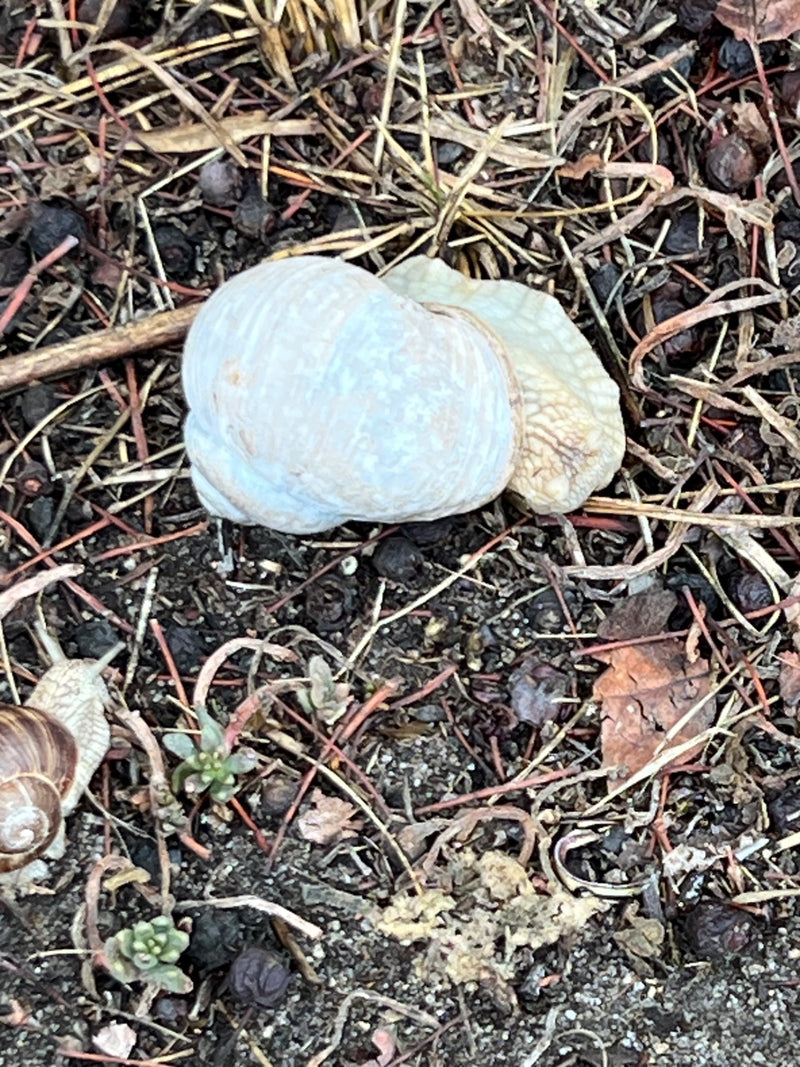 Eine Weinbergschnecke mit hellem Gehäuse liegt auf einem Boden aus Erde, Nadeln und kleinen Zweigen. Im unteren linken Bildrand ist eine weitere, kleinere Sc...