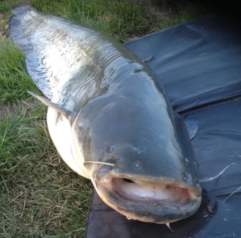 Wels — Bild 2 von 2