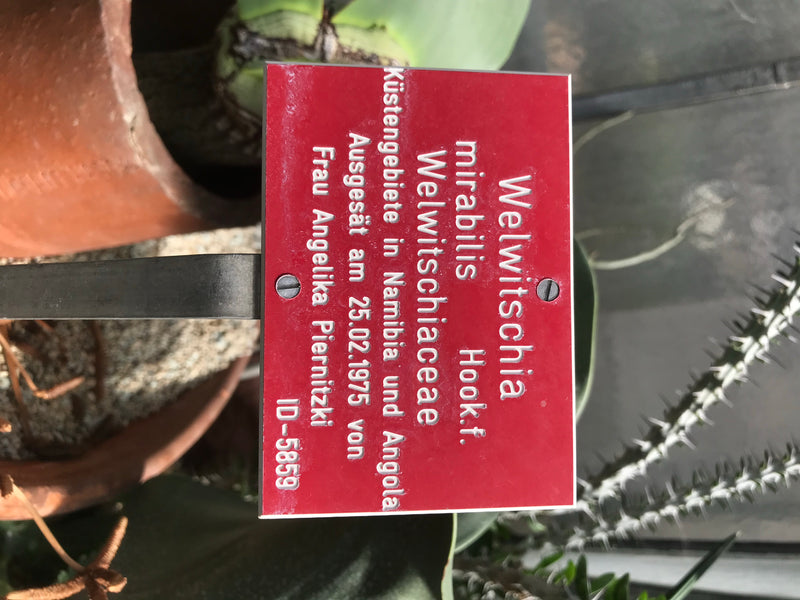 Welwitschie — Bild 3 von 3