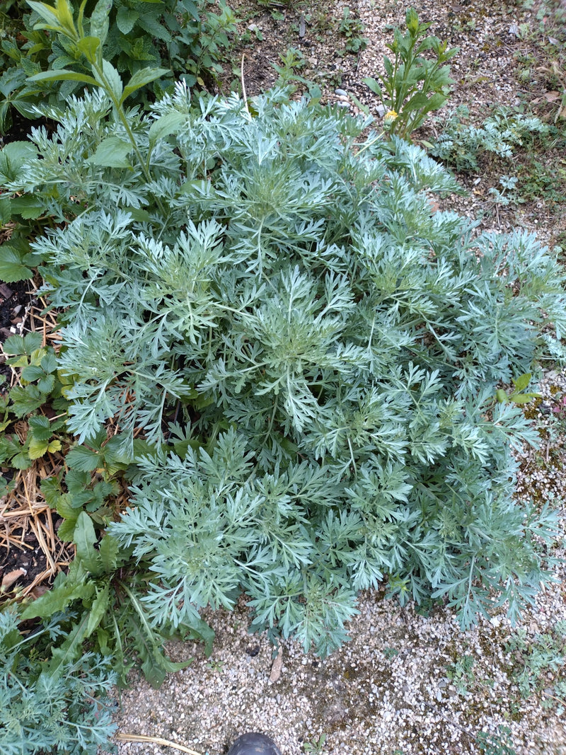 Zu sehen ist eine gesunde Wermutkrautpflanze mit ihren charakteristischen silbrig-grauen, stark geteilten Blättern. Sie wächst in einem Garten auf kiesigem U...