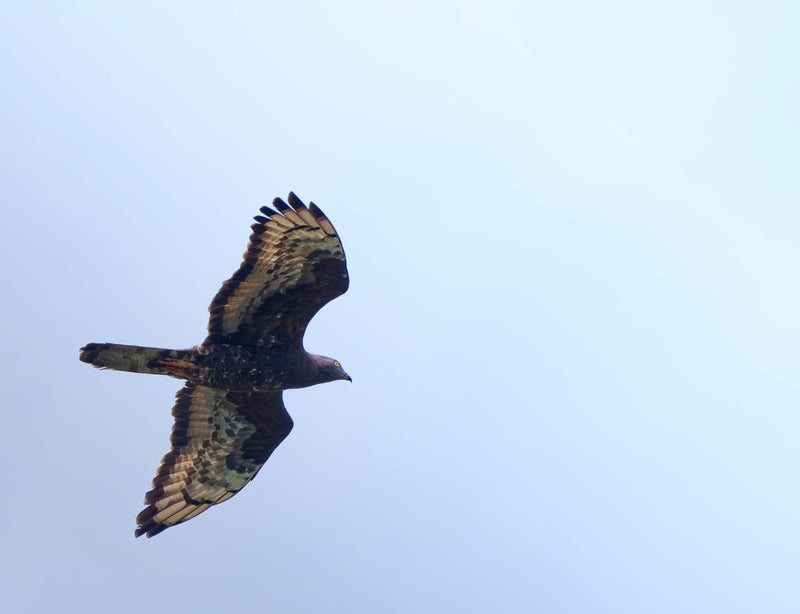 Wespenbussard — Bild 1 von 1