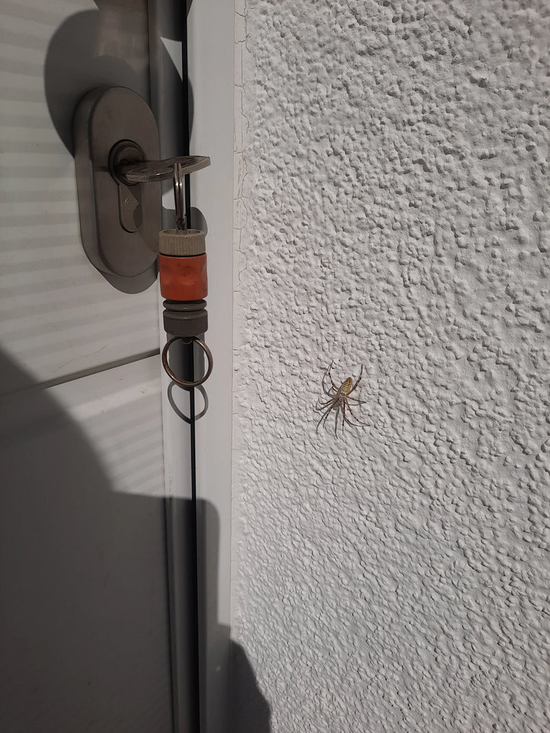 Wespenspinne — Bild 4