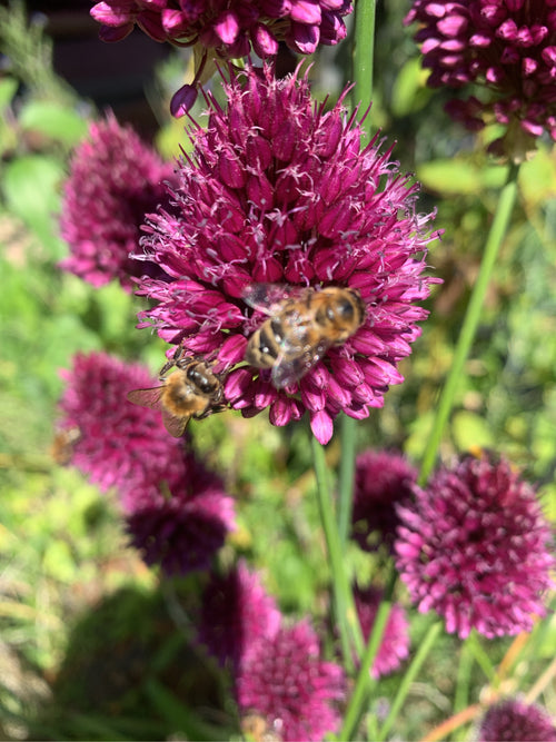 Honigbiene (Apis mellifera) – Bild 2