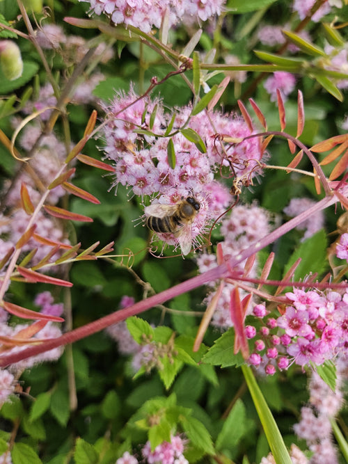 Honigbiene (Apis mellifera) – Bild 1