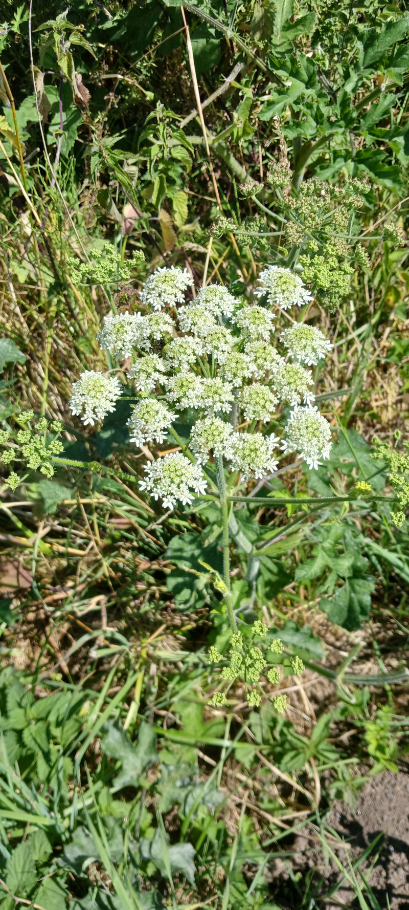 Auf dem Bild ist eine blühende Pflanze des Wiesen-Bärenklaus mit typischen weißen Doldenblüten zu sehen. Sie wächst inmitten von grünem Gras und Wiesenvegeta...
