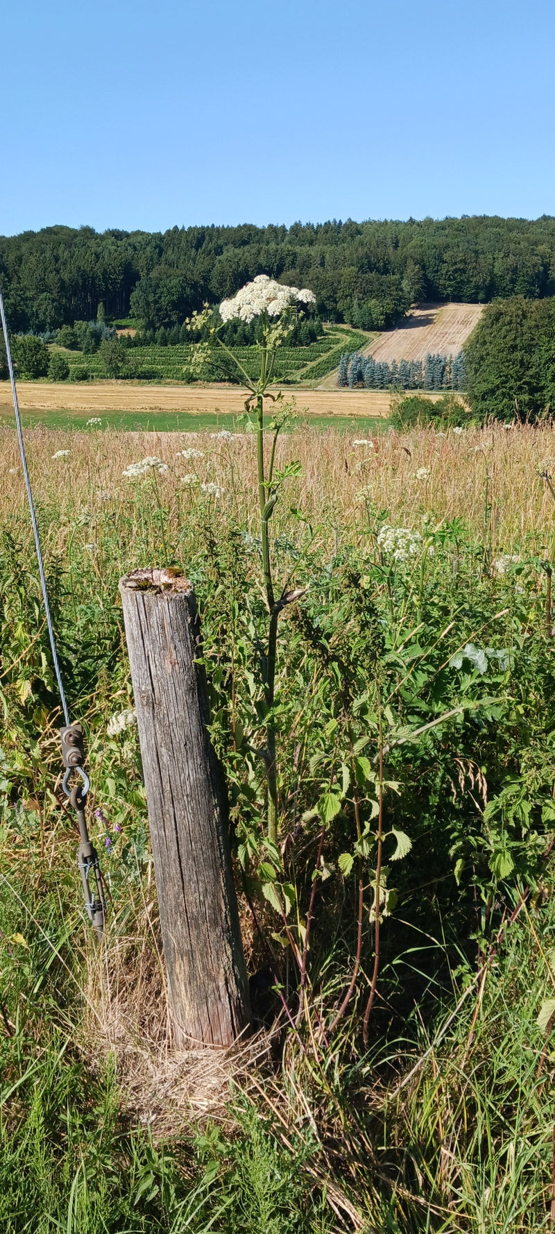 Auf der Aufnahme ist ein Wiesen-Bärenklau mit auffälligen weißen Blütendolden zu sehen. Die Pflanze steht auf einer Wiese neben einem hölzernen Zaunpfahl vor...