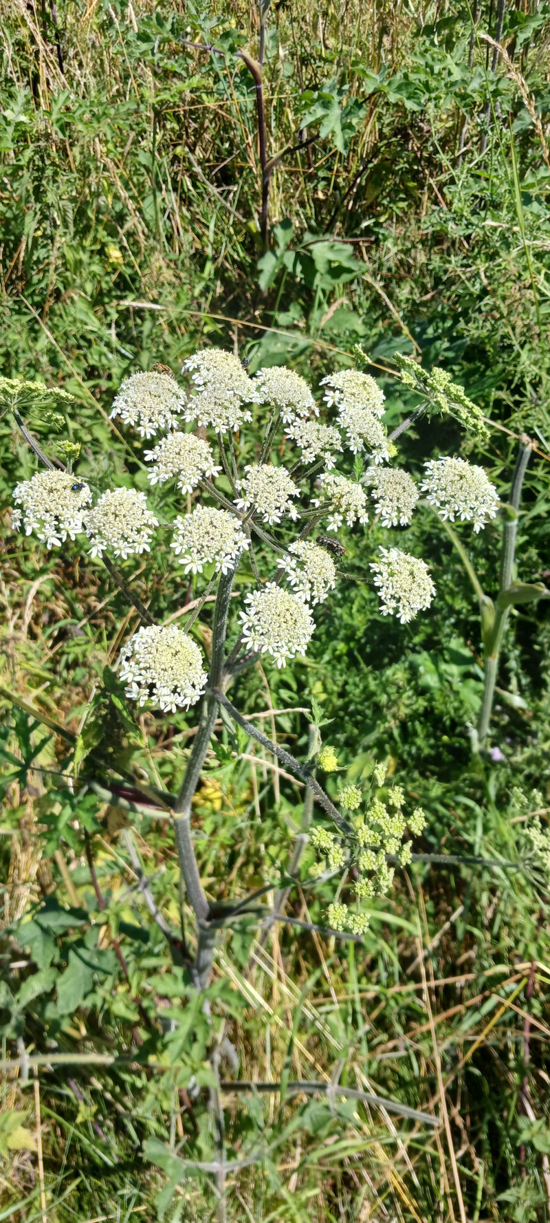 Zu sehen ist der große, weiße Doldenblütenstand des Wiesen-Bärenklaus auf einer Wiese. Die Pflanze befindet sich in der Blütezeit und zeigt ihre typische Wuc...