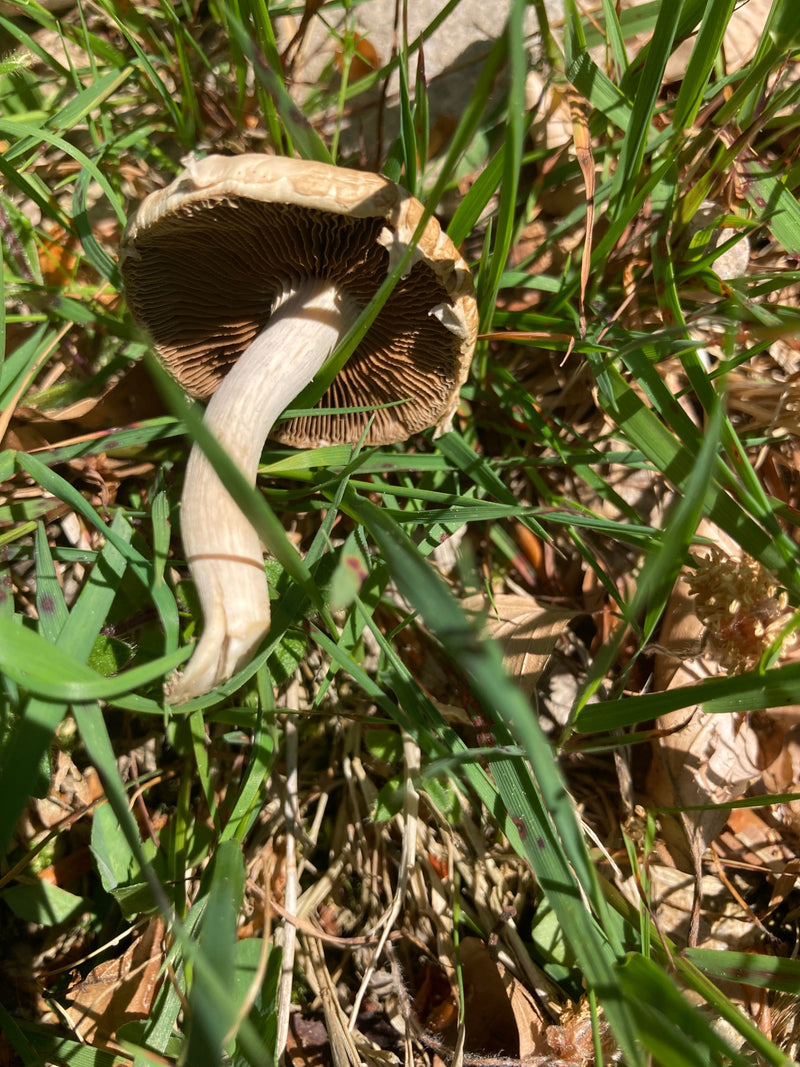Wiesen-Champignon — Bild 5