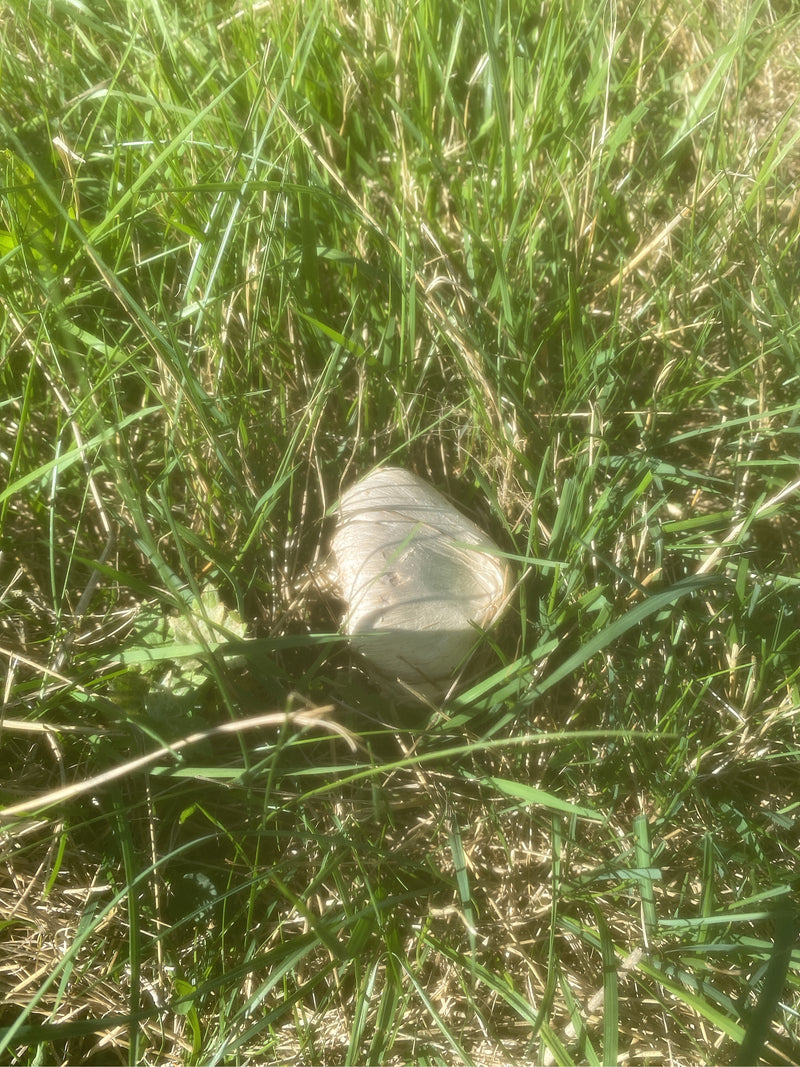 Ein weißlicher Pilzhut schaut aus dem dichten Gras einer Wiese hervor.