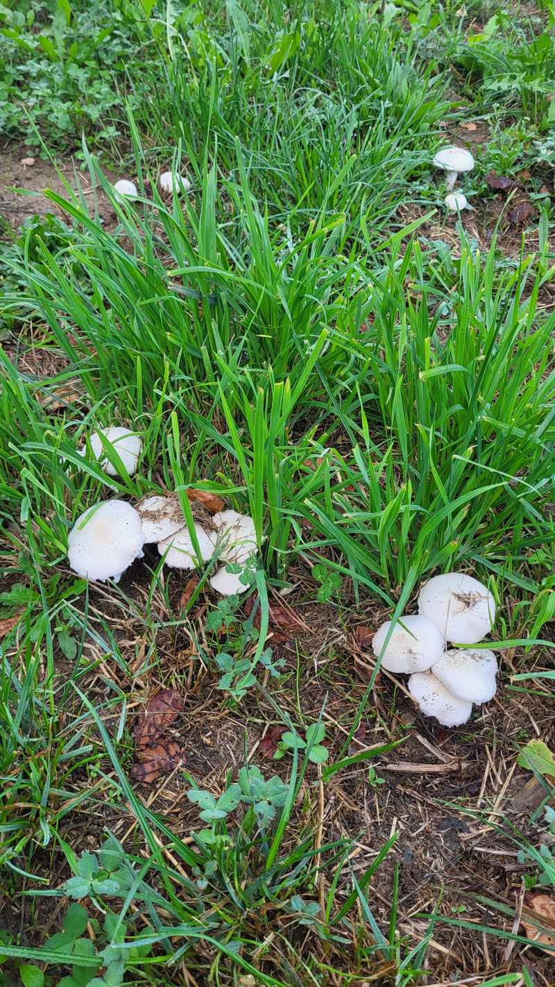 Wiesen-Champignon — Bild 4
