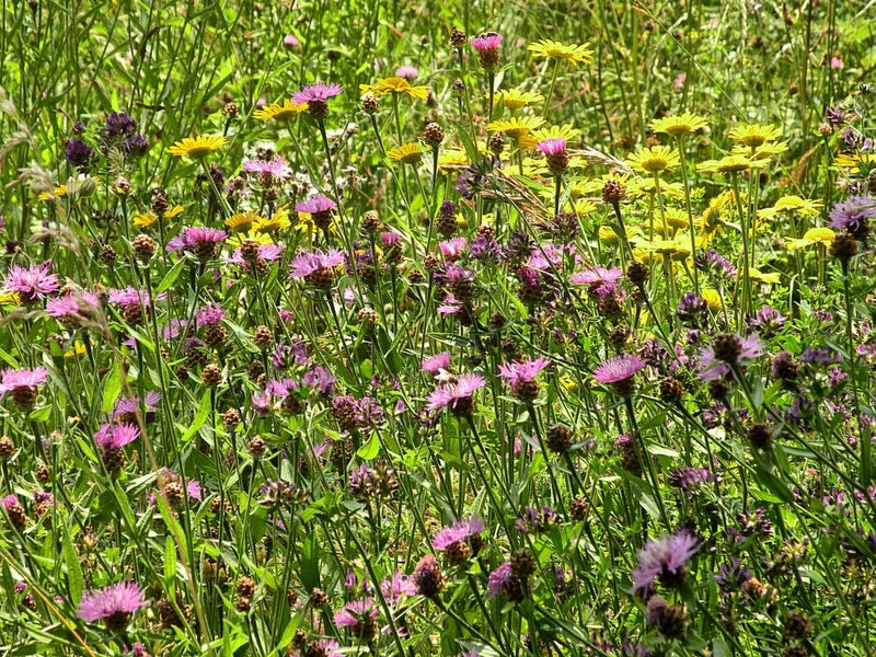 Auf dem Bild ist eine blühende Wiesen-Flockenblume mit ihren charakteristischen purpurfarbenen Blütenköpfen in einer bunten Wiese zu sehen. Die Pflanze steht...