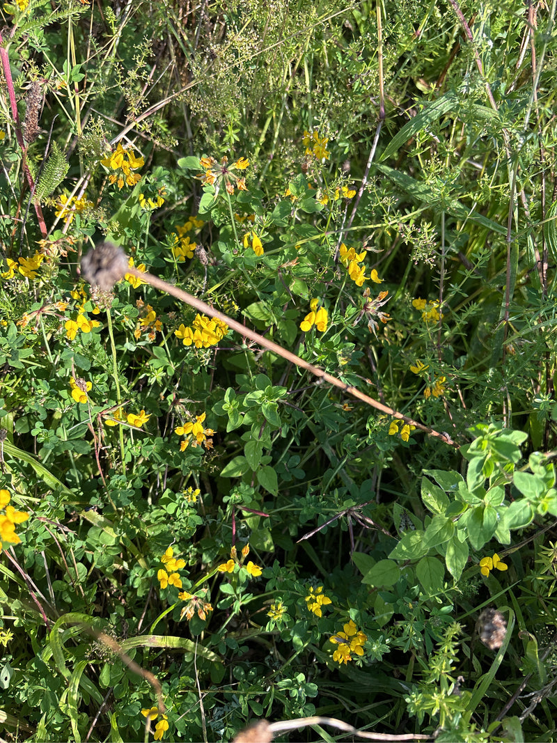 Wiesen-Flockenblume — Bild 2 von 25