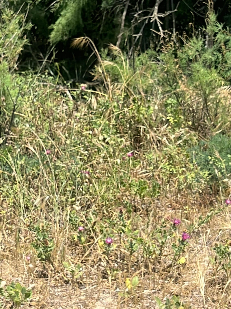 Auf dem Bild ist eine Wiese mit mehreren weit entfernt stehenden Wiesen-Flockenblumen zu sehen. Die Pflanzen zeigen ihre charakteristischen purpurnen Blüten.