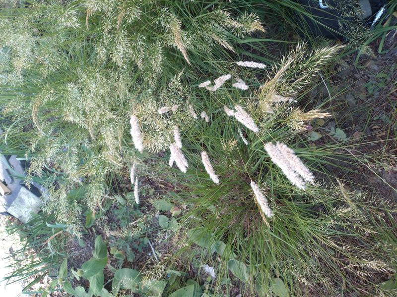 Zu sehen ist der Wiesen-Fuchsschwanz mit seinen charakteristischen, walzenförmigen Blütenständen in einer Grünanlage. Die Aufnahme zeigt die Pflanze von oben...